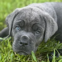 AKC & ICCF Registered Light Green Collar, a male Cane Corso for sale in Haines City, FL – 4 of 5