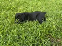 AKC & ICCF Registered Red Collar, a male Cane Corso for sale in Haines City, FL – 10 of 10