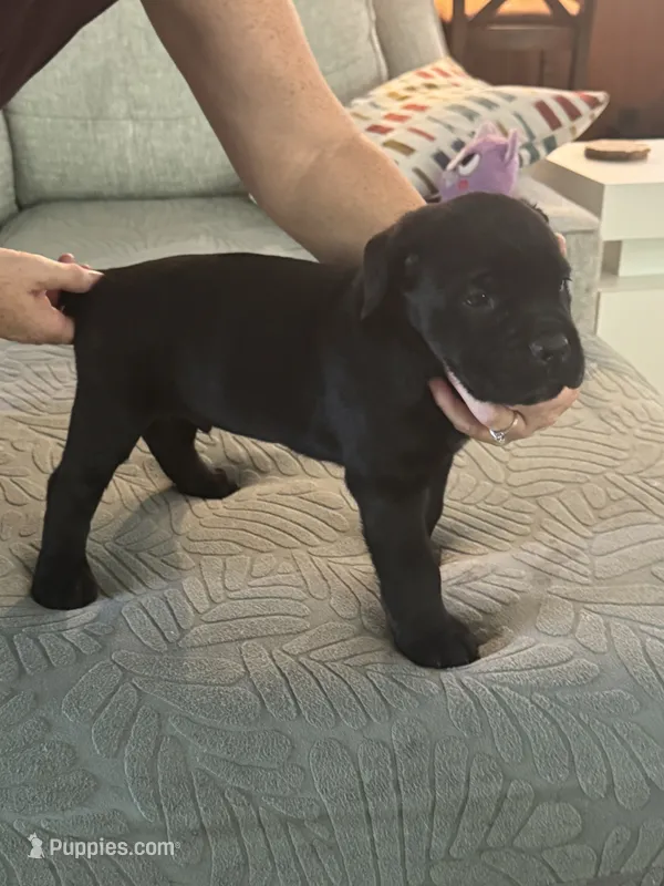 Red Collar – Cane Corso puppy for sale in Orlando, FL