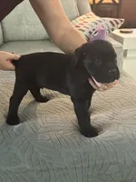 Red Collar, a male Cane Corso for sale in Orlando, FL – 1 of 2