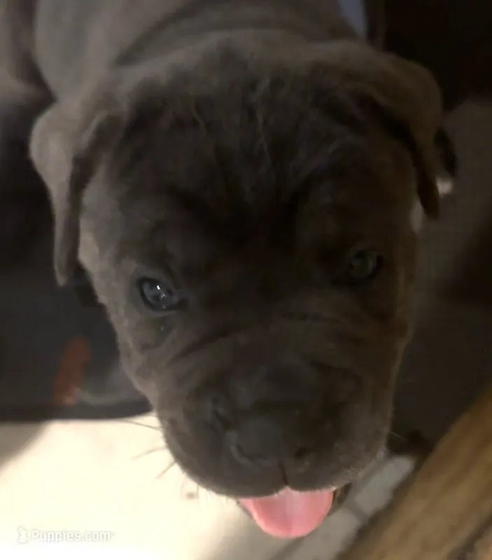 Orange Collar, a male Cane Corso for sale in Haines City, FL – 1 of 3