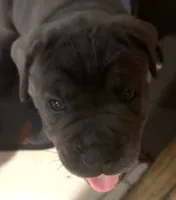 Orange Collar, a male Cane Corso for sale in Haines City, FL – 1 of 3