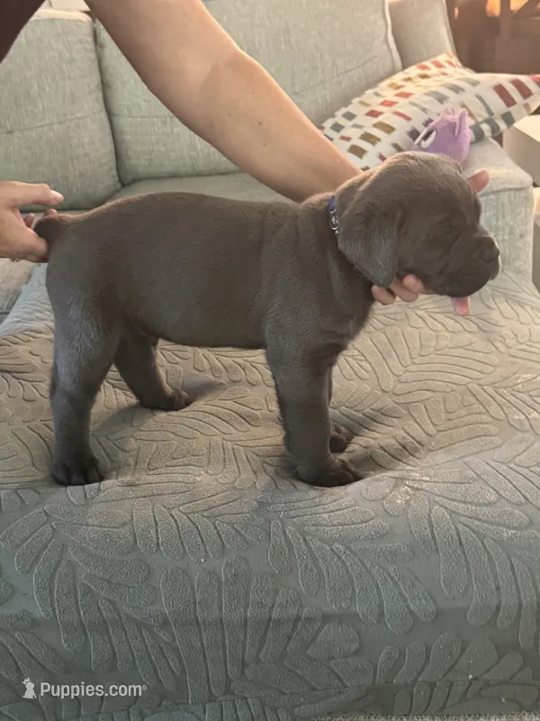 Blue Collar – Cane Corso puppy for sale in Orlando, FL