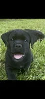AKC & ICCF Registered Red Collar, a male Cane Corso for sale in Haines City, FL – 3 of 4
