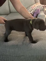 Light Green Collar, a female Cane Corso for sale in Orlando, FL – 2 of 2