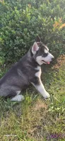 Spencer, a male Siberian Husky for sale in Mount Pleasant Mills, PA – 7 of 8