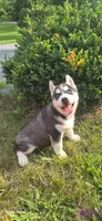 Spencer, a male Siberian Husky for sale in Mount Pleasant Mills, PA – 3 of 8
