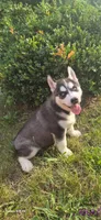Spencer, a male Siberian Husky for sale in Mount Pleasant Mills, PA – 8 of 8