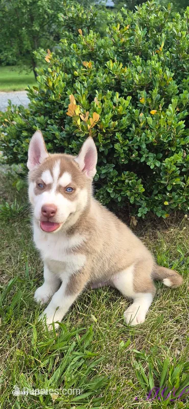 Samson – Siberian Husky puppy for sale in Mount Pleasant Mills, PA