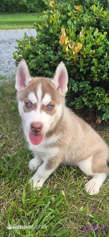 Samson – Siberian Husky puppy for sale in Mount Pleasant Mills, PA