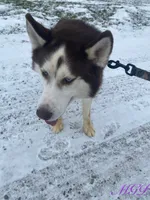 Malcolm, a male Siberian Husky for sale in Mount Pleasant Mills, PA – Photo 8 of 8