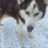 Malcolm, a male Siberian Husky for sale in Mount Pleasant Mills, PA – Photo 1 of 8