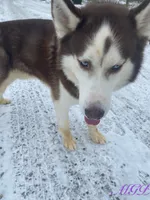 Malcolm, a male Siberian Husky for sale in Mount Pleasant Mills, PA – Photo 1 of 8