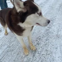 Malcolm, a male Siberian Husky for sale in Mount Pleasant Mills, PA – Photo 5 of 8