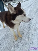 Malcolm, a male Siberian Husky for sale in Mount Pleasant Mills, PA – Photo 5 of 8