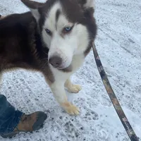 Malcolm, a male Siberian Husky for sale in Mount Pleasant Mills, PA – Photo 7 of 8