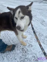 Malcolm, a male Siberian Husky for sale in Mount Pleasant Mills, PA – Photo 7 of 8
