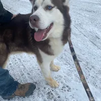 Malcolm, a male Siberian Husky for sale in Mount Pleasant Mills, PA – Photo 6 of 8