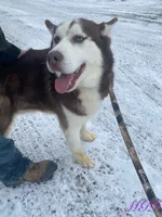 Malcolm, a male Siberian Husky for sale in Mount Pleasant Mills, PA – Photo 6 of 8