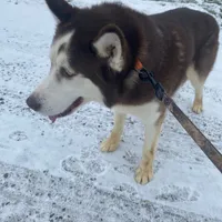 Malcolm, a male Siberian Husky for sale in Mount Pleasant Mills, PA – Photo 2 of 8