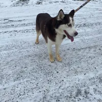 Malcolm, a male Siberian Husky for sale in Mount Pleasant Mills, PA – Photo 4 of 8