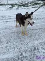 Malcolm, a male Siberian Husky for sale in Mount Pleasant Mills, PA – Photo 4 of 8