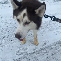 Malcolm, a male Siberian Husky for sale in Mount Pleasant Mills, PA – Photo 3 of 8