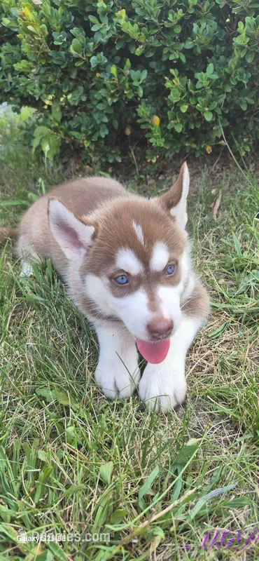 Sage – Siberian Husky puppy for sale in Mount Pleasant Mills, PA