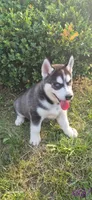 Spencer, a male Siberian Husky for sale in Mount Pleasant Mills, PA – 1 of 8