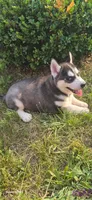 Spencer, a male Siberian Husky for sale in Mount Pleasant Mills, PA – 6 of 8