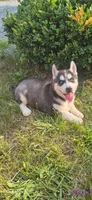 Spencer, a male Siberian Husky for sale in Mount Pleasant Mills, PA – 2 of 8