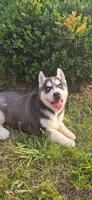 Spencer, a male Siberian Husky for sale in Mount Pleasant Mills, PA – 5 of 8
