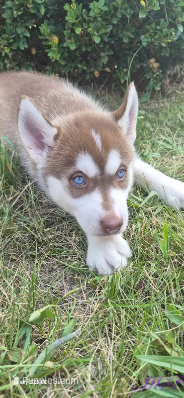 Sage – Siberian Husky puppy for sale in Mount Pleasant Mills, PA