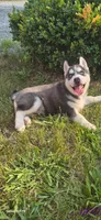 Spencer, a male Siberian Husky for sale in Mount Pleasant Mills, PA – 4 of 8