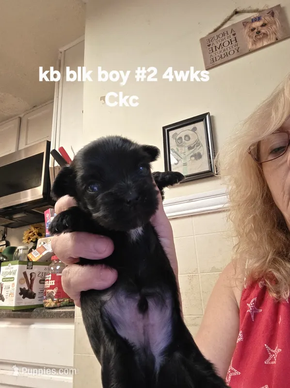 Enzo – Yorkshire Terrier puppy for sale in Jarratt, VA