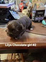 Elvira , a female Yorkshire Terrier for sale in Jarratt, VA – 6 of 10