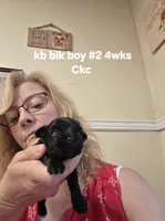 Enzo, a male Yorkshire Terrier for sale in Jarratt, VA – 2 of 7