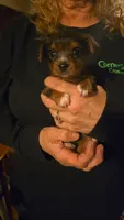 Merle girl #1, a female Yorkshire Terrier for sale in Jarratt, VA – 6 of 6