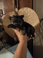 Cash, a male Yorkshire Terrier for sale in Jarratt, VA – 7 of 10