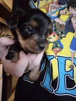 Blair, a female Yorkshire Terrier for sale in Jarratt, VA – 5 of 10