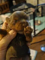 Coco's Chocolate Female Yorkie Akc, a female Yorkshire Terrier for sale in Jarratt, VA – 3 of 4