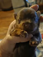 Coco's Chocolate Female Yorkie Akc, a female Yorkshire Terrier for sale in Jarratt, VA – 1 of 4