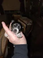 Axel, a male Yorkshire Terrier for sale in Jarratt, VA – Photo 1 of 5