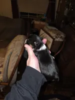 Axel, a male Yorkshire Terrier for sale in Jarratt, VA – Photo 2 of 5