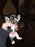 Axel, a male Yorkshire Terrier for sale in Jarratt, VA – Photo 4 of 5