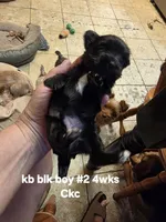 Enzo, a male Yorkshire Terrier for sale in Jarratt, VA – 3 of 7
