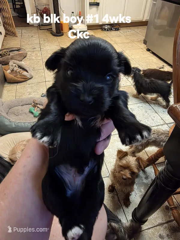 Elliott  – Yorkshire Terrier puppy for sale in Jarratt, VA