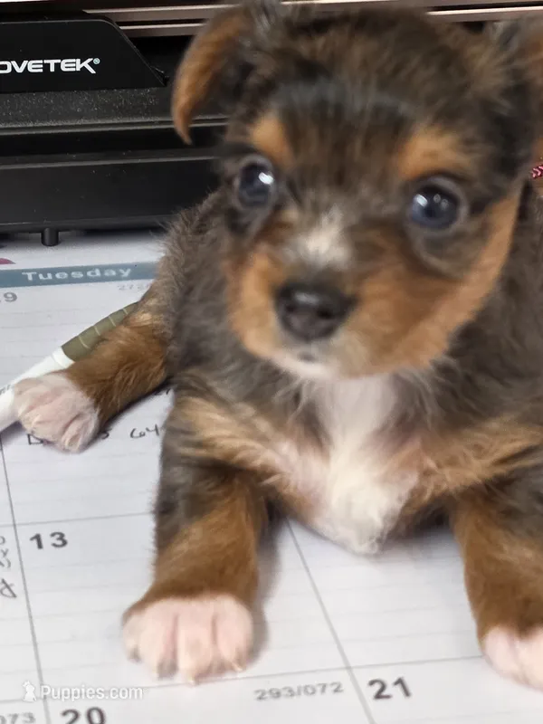 Merle girl #1 – Yorkshire Terrier puppy for sale in Jarratt, VA