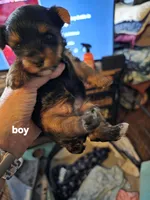 Felix, a male Yorkshire Terrier for sale in Jarratt, VA – 6 of 10