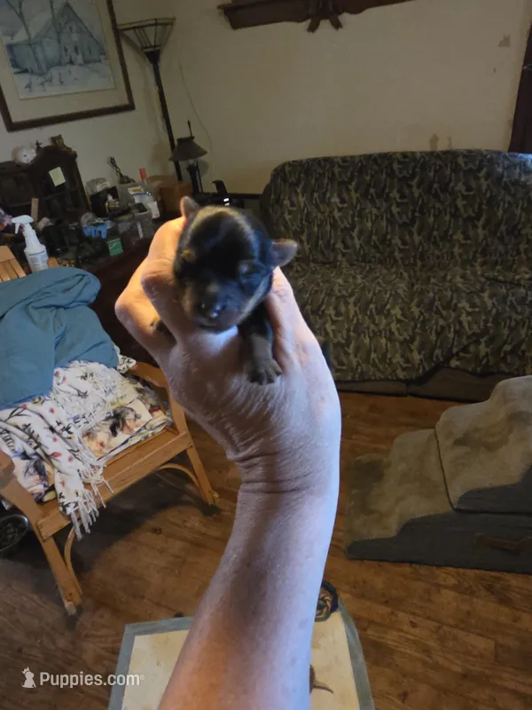 Fiona  – Yorkshire Terrier puppy for sale in Jarratt, VA
